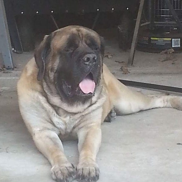 Meet your Posher, Cindi - Picture 1 of 1